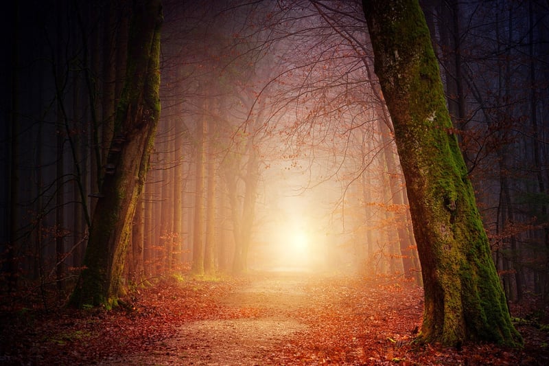 Forest Glade